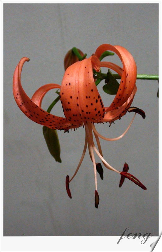 �ٺϿ�����P7��̯�ٺ�Ҫ�����ˣ�