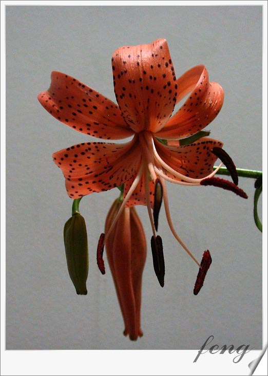 �ٺϿ�����P7��̯�ٺ�Ҫ�����ˣ�