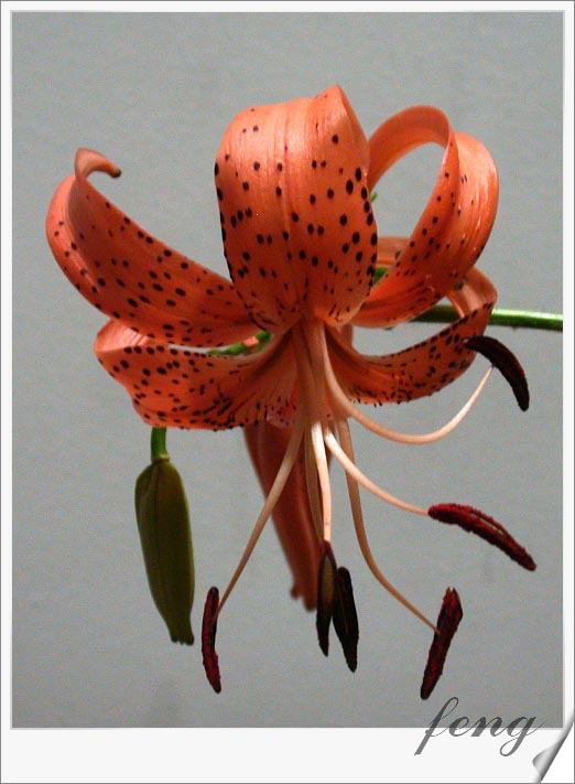 �ٺϿ�����P7��̯�ٺ�Ҫ�����ˣ�