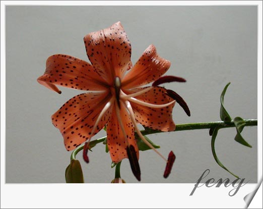 �ٺϿ�����P7��̯�ٺ�Ҫ�����ˣ�