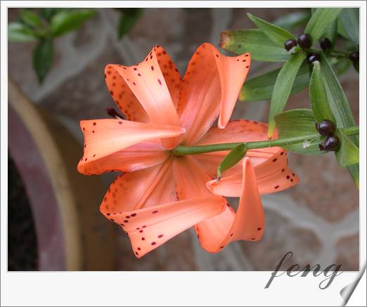 �ٺϿ�����P7��̯�ٺ�Ҫ�����ˣ�