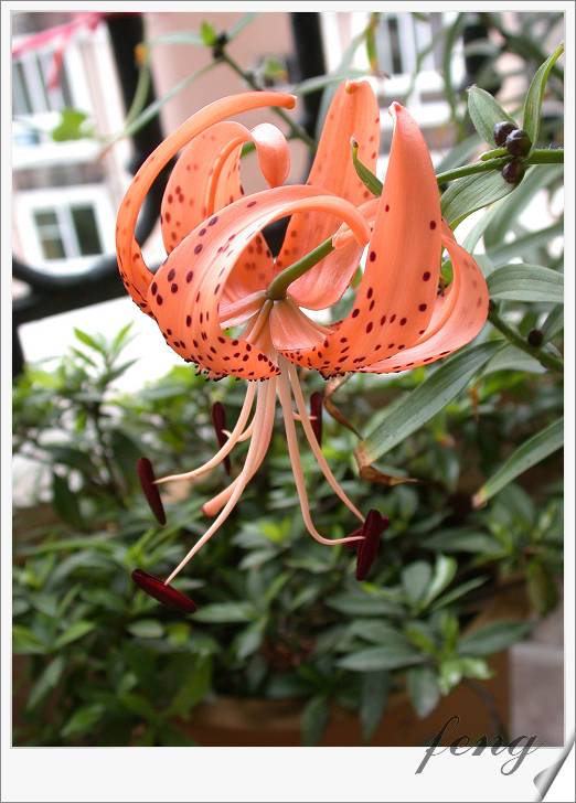 �ٺϿ�����P7��̯�ٺ�Ҫ�����ˣ�