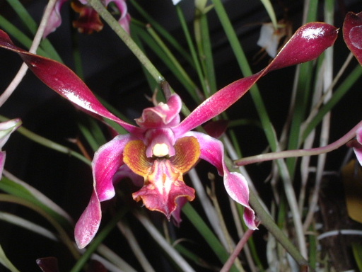 ����ʯ��