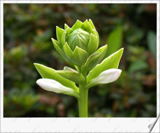 ��Ҷ����������Ҷ������