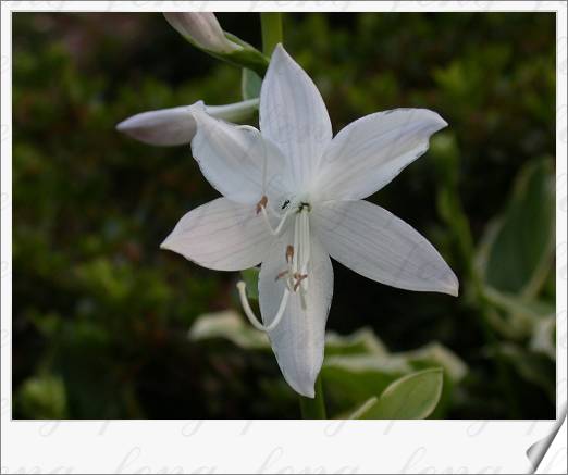 ��Ҷ����������Ҷ������