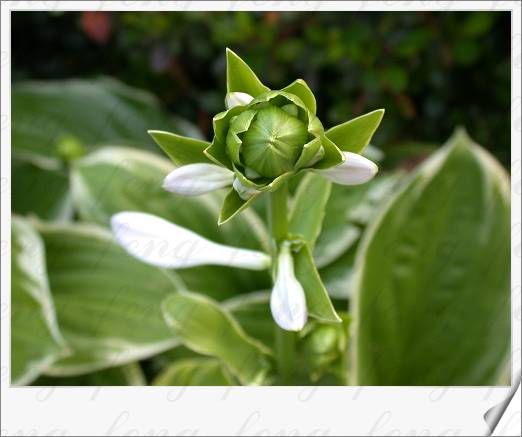 ��Ҷ����������Ҷ������