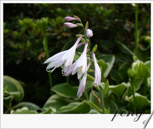 ��Ҷ����������Ҷ������