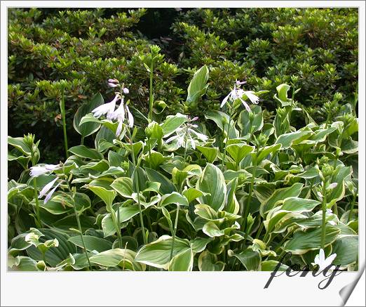 ��Ҷ����������Ҷ������