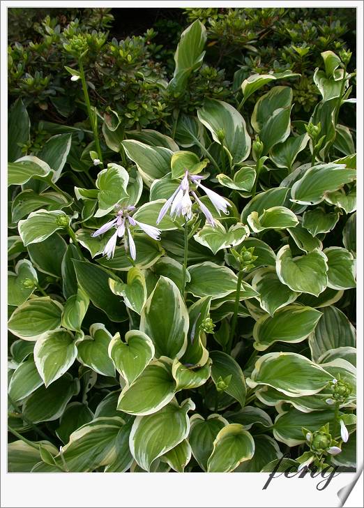 ��Ҷ����������Ҷ������