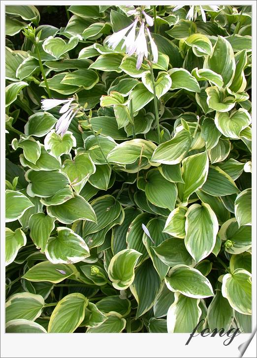 ��Ҷ����������Ҷ������