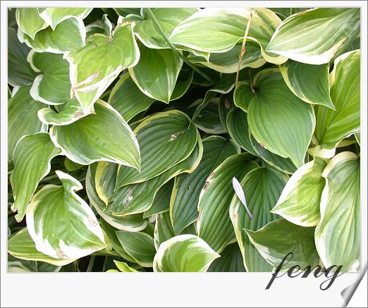 ��Ҷ����������Ҷ������