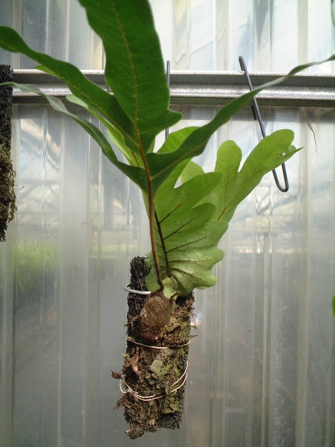 ���N�Nާ������