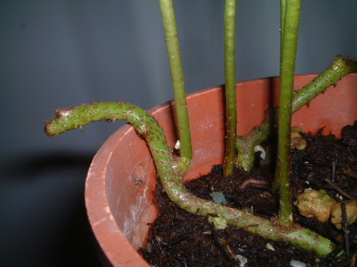 ���N�Nާ������