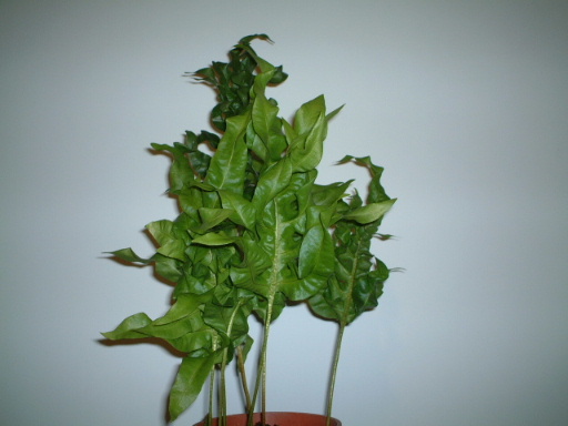 ���N�Nާ������