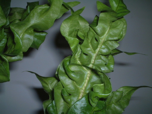 ���N�Nާ������