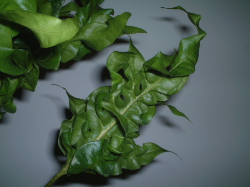 ���N�Nާ������