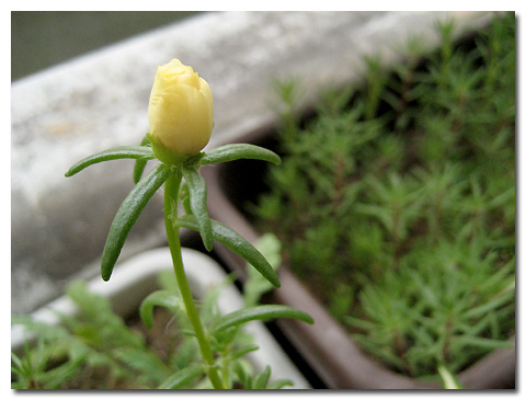 �����İ�֧����ѫ�¾�