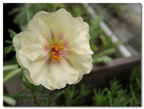 �����İ�֧����ѫ�¾�