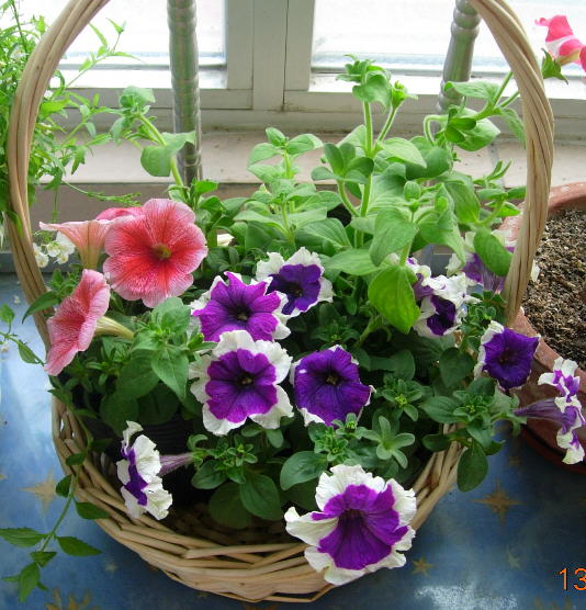 ��ʳ���������û�������(δ�����)