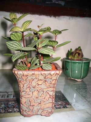 ��ʳ���������û�������(δ�����)