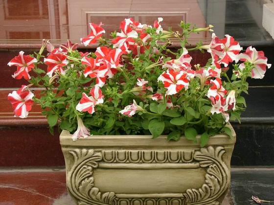 ��ʳ���������û�������(δ�����)