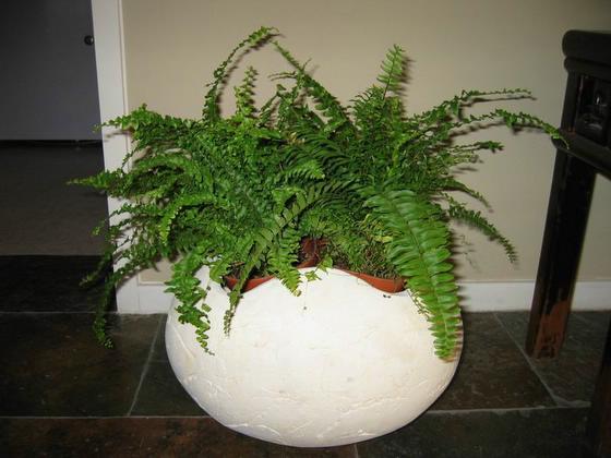 ��ʳ���������û�������(δ�����)