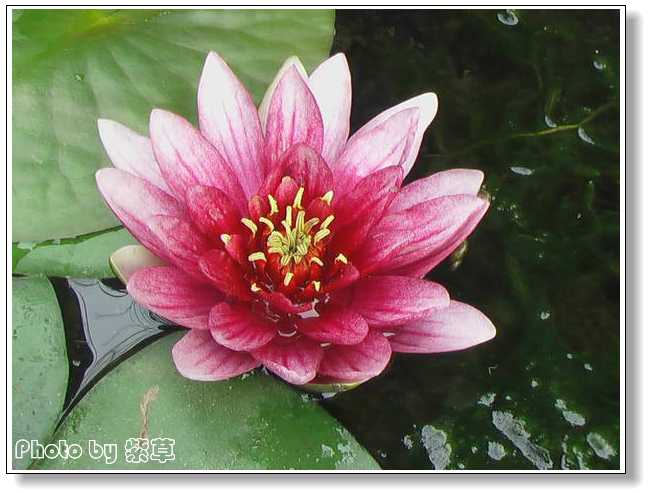 [ԭ��]�ϰ����統��ũ2006��