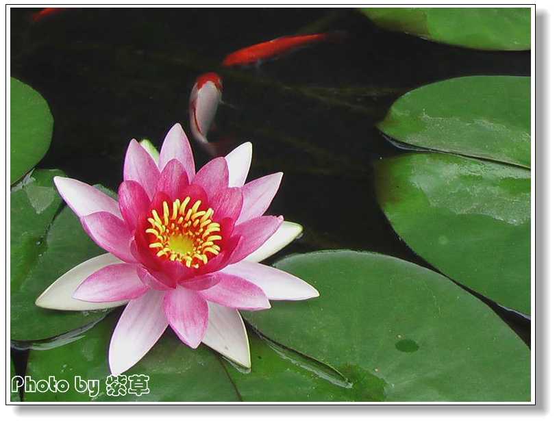 [ԭ��]�ϰ����統��ũ2006��