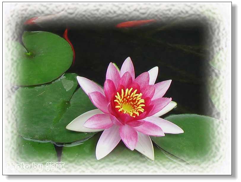 [ԭ��]�ϰ����統��ũ2006��