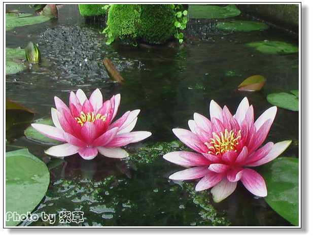 [ԭ��]�ϰ����統��ũ2006��