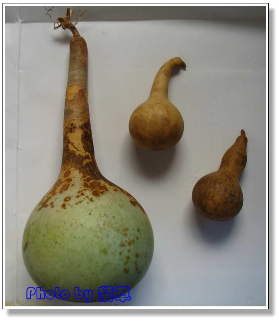 [ԭ��]�ϰ����統��ũ2006��