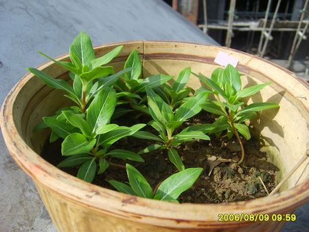 5���ŵ����մ���ѿ�ˣ�������Ҷ�ˣ�