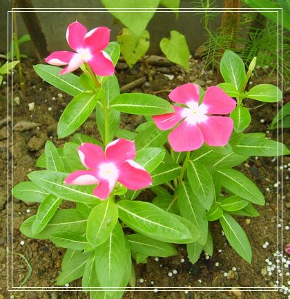 ����Ļ�