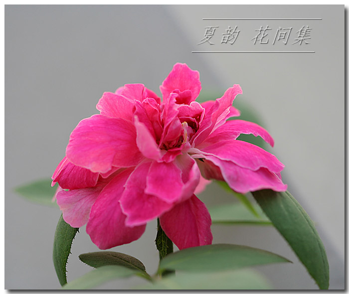 ���伯----�ҵ��¼���԰(�У�3���£�