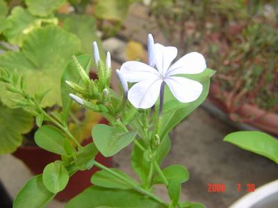 ���ĵĻ�(7ҳ����)