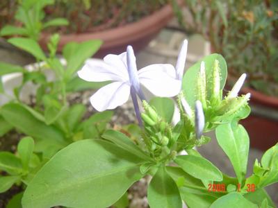 ���ĵĻ�(7ҳ����)