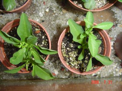 ���ĵĻ�(7ҳ����)