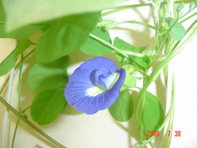 ���ĵĻ�(7ҳ����)