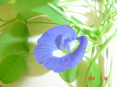 ���ĵĻ�(7ҳ����)