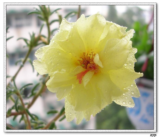 ���ĵ�̫����