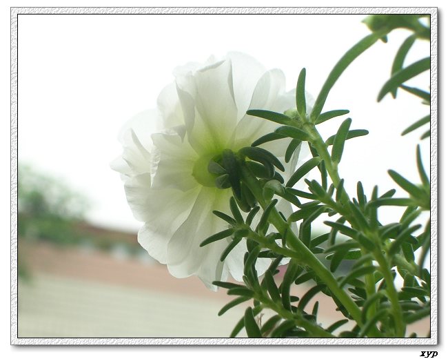 ���ĵ�̫����