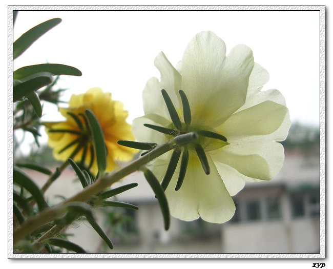 ���ĵ�̫����