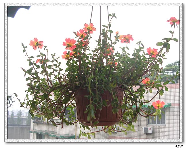 ���ĵ�̫����