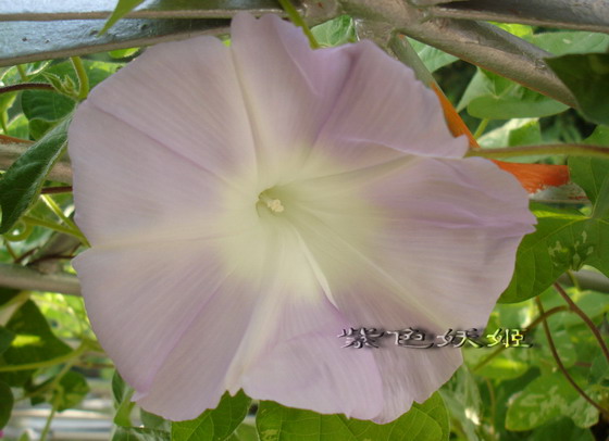 ��������ţ������