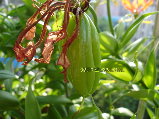 ����������ٺϣ�~����ͼ���