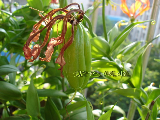 ����������ٺϣ�~����ͼ���