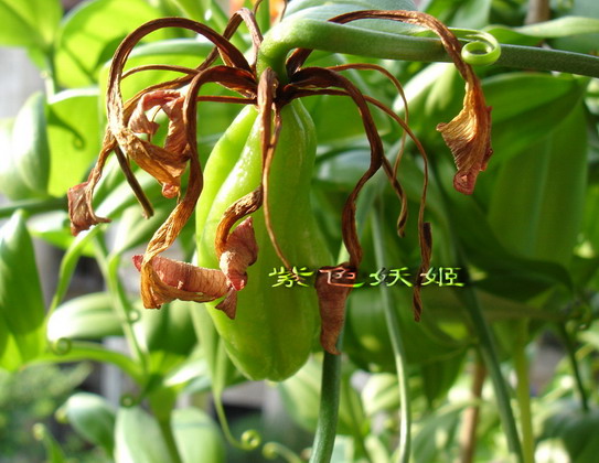 ����������ٺϣ�~����ͼ���