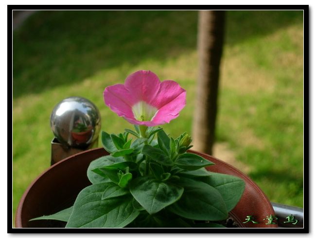 �������Ļ����ã�ɹ��̫����ɹţţ����