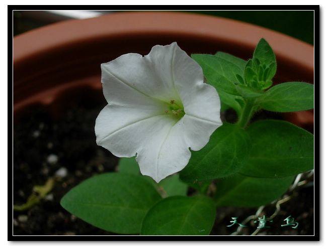 �������Ļ����ã�ɹ��̫����ɹţţ����