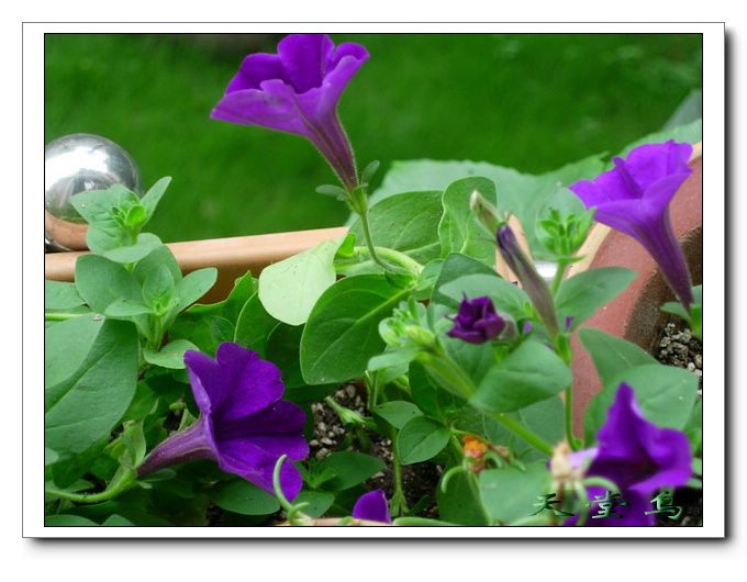 �������Ļ����ã�ɹ��̫����ɹţţ����